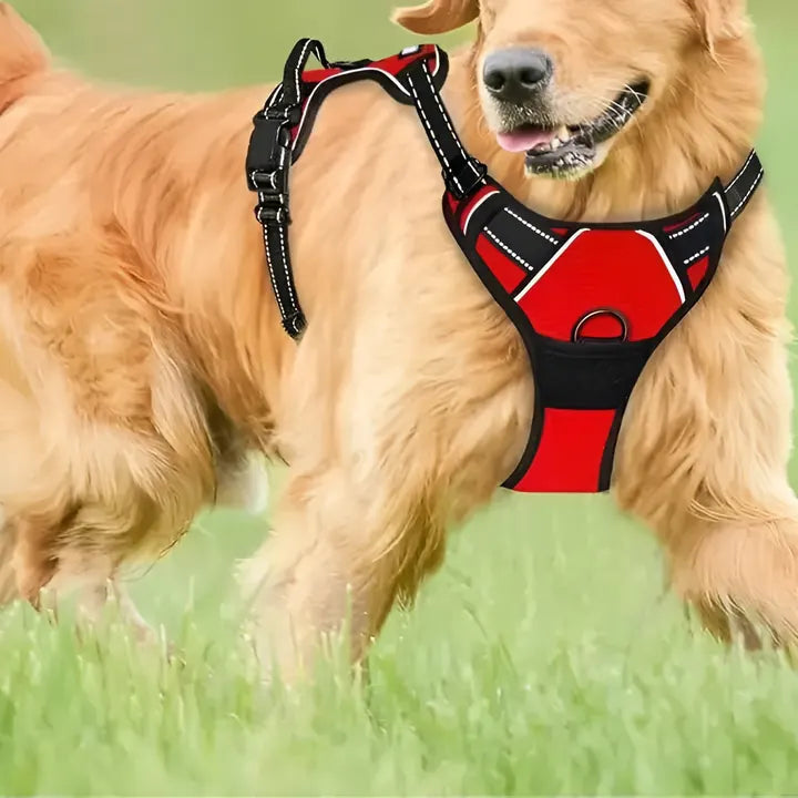 Un golden retriever qui court dans l’herbe avec un harnais rouge