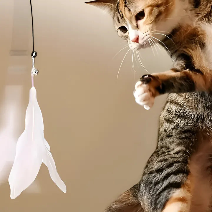Un chaton qui bondit vers la plume d’une canne à plumes