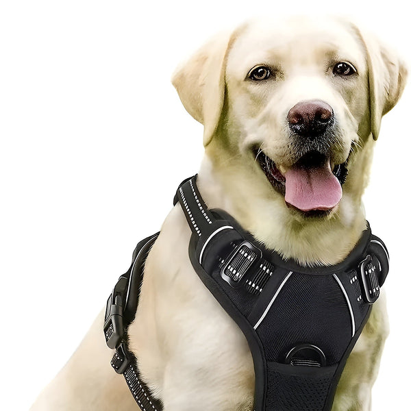 Dog harness: how to choose the right size