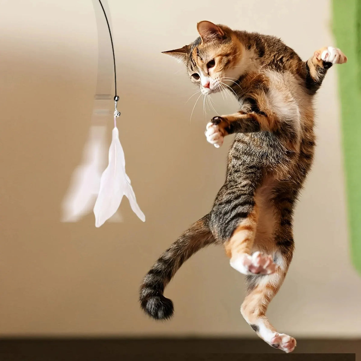 Un chat bondit sur la plume de la canne