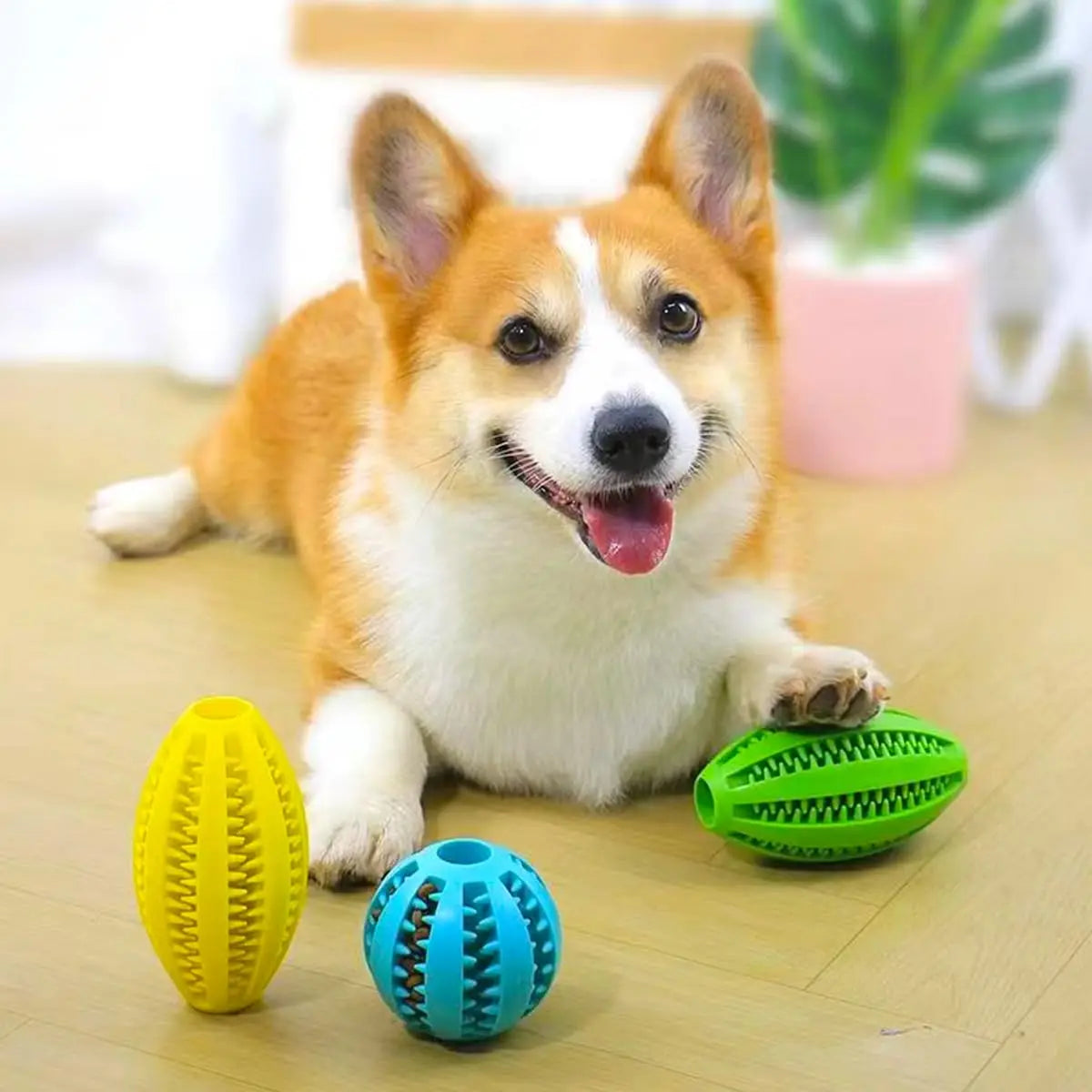 Un chien avec des balles à garnir en caoutchouc