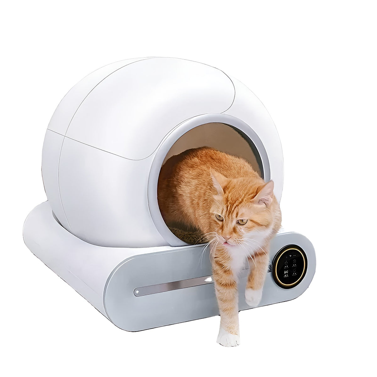 Chat roux qui sort du bac à litière autonettoyant