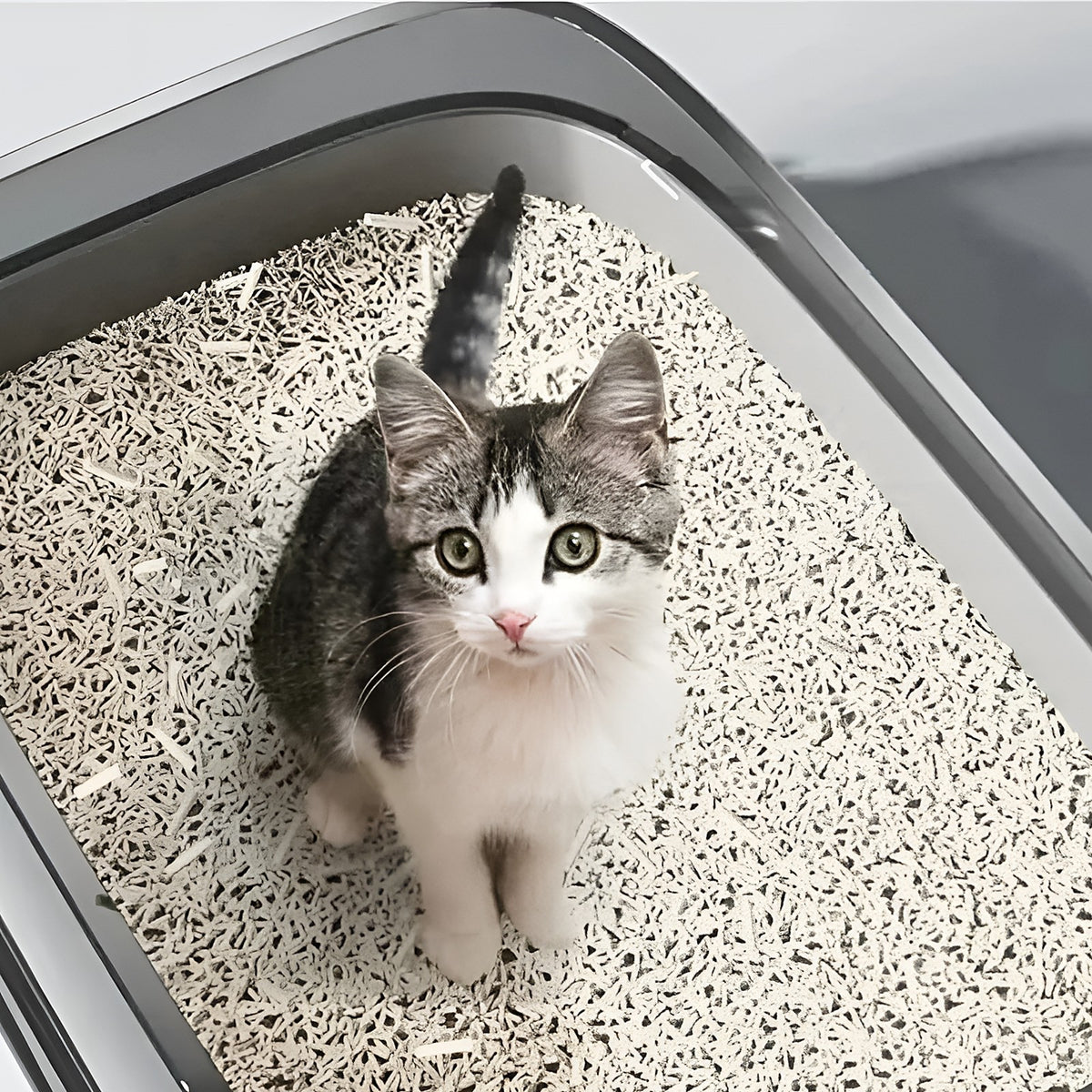 Chaton assis dans la litière du bac semi-couvert