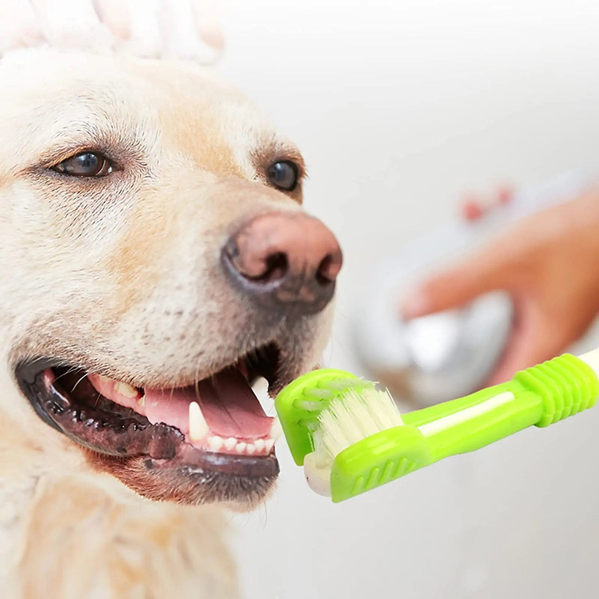 Chien qui se fait brosser les dents avec la brosse 3 faces verte