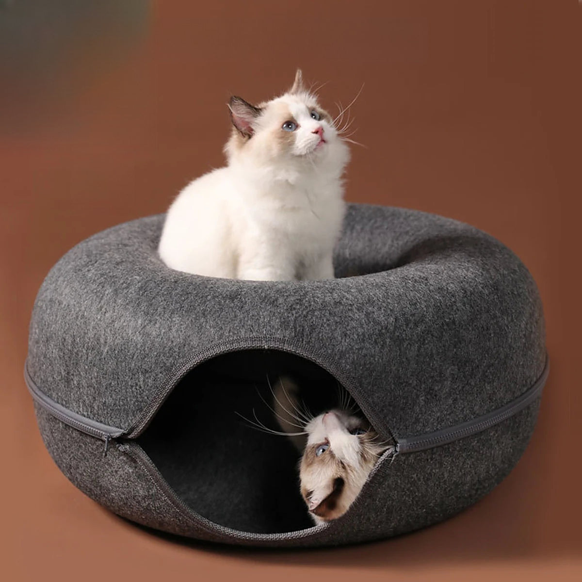 Chaton assis dans le creux du tunnel donut gris foncé