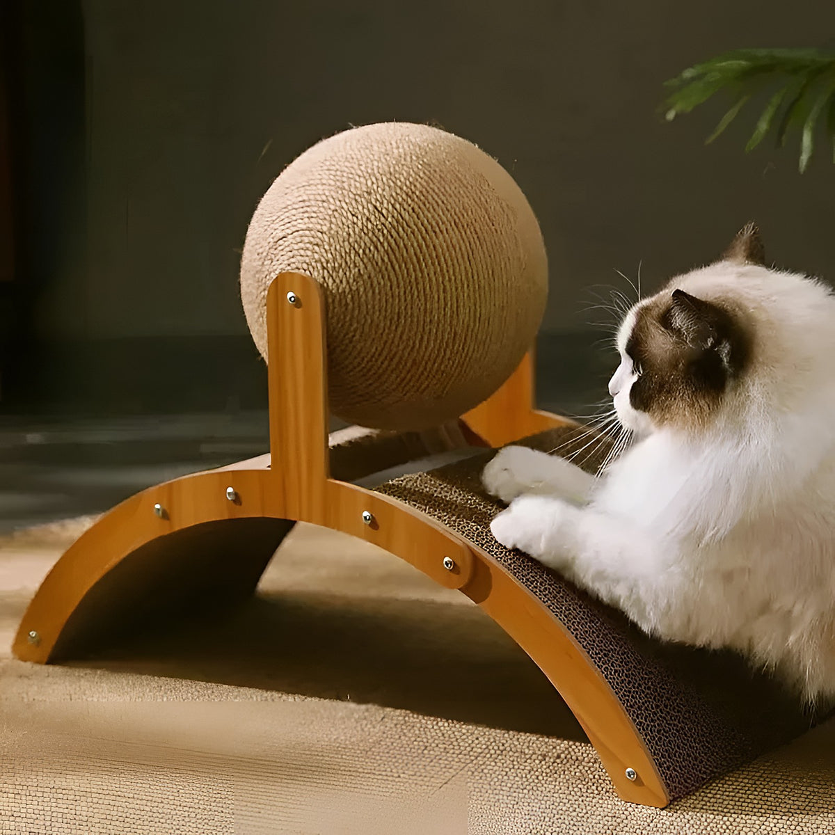 Chat qui fait ses griffes sur le griffoir arche avec boule en sisal