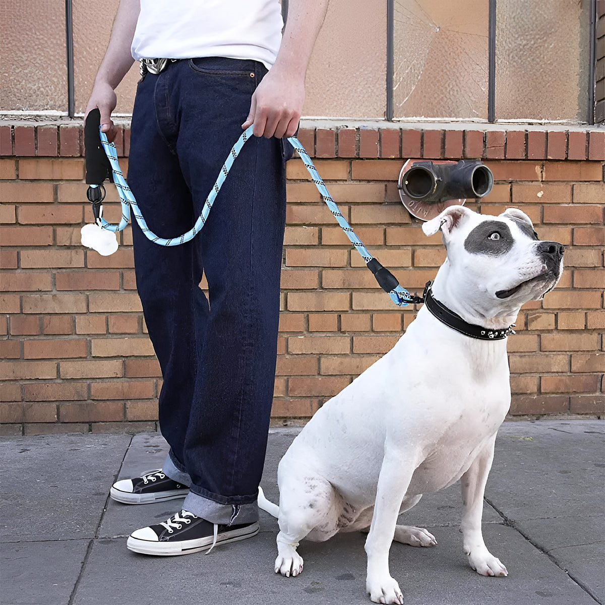Chien en balade avec une laisse corde bleue