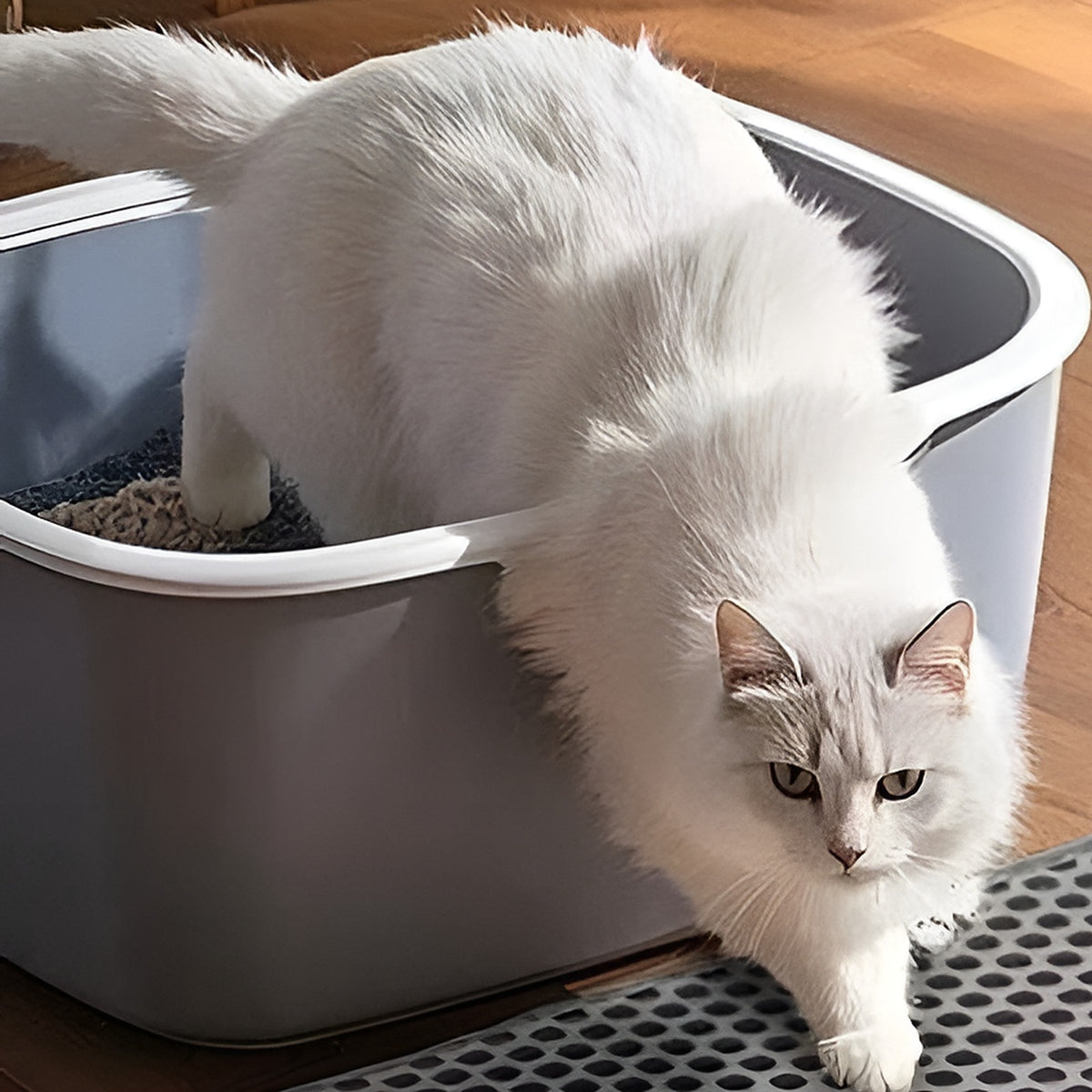 Chat sortant du bac sur le tapis de litière