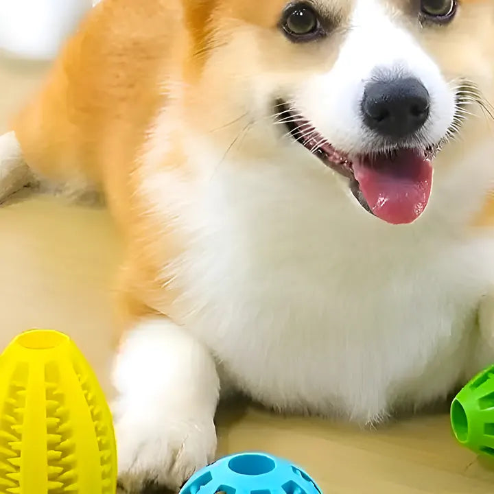 Un corgi allongé près de balles à garnir colorées